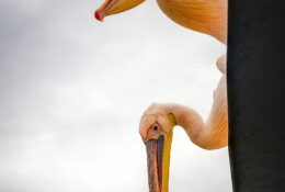 Namibia_August (23/135)